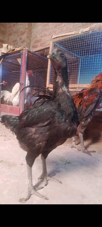 Dragon pair for sale blue male black female