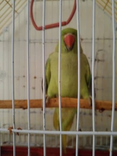 ring neck parraot
