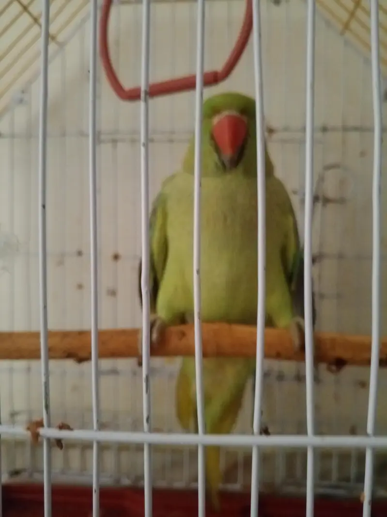 ring neck parraot