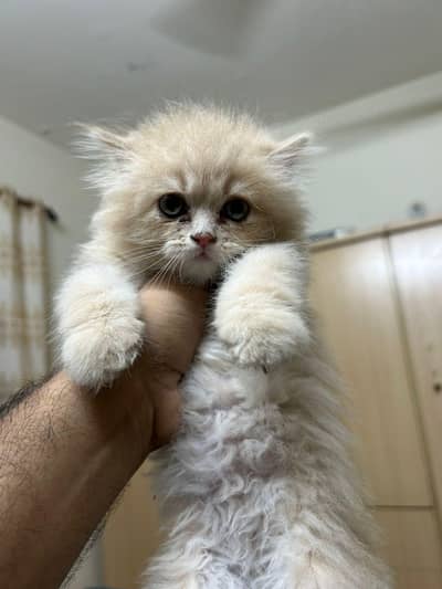 Triple Coated punched Face persian  Female Kitten For Sale