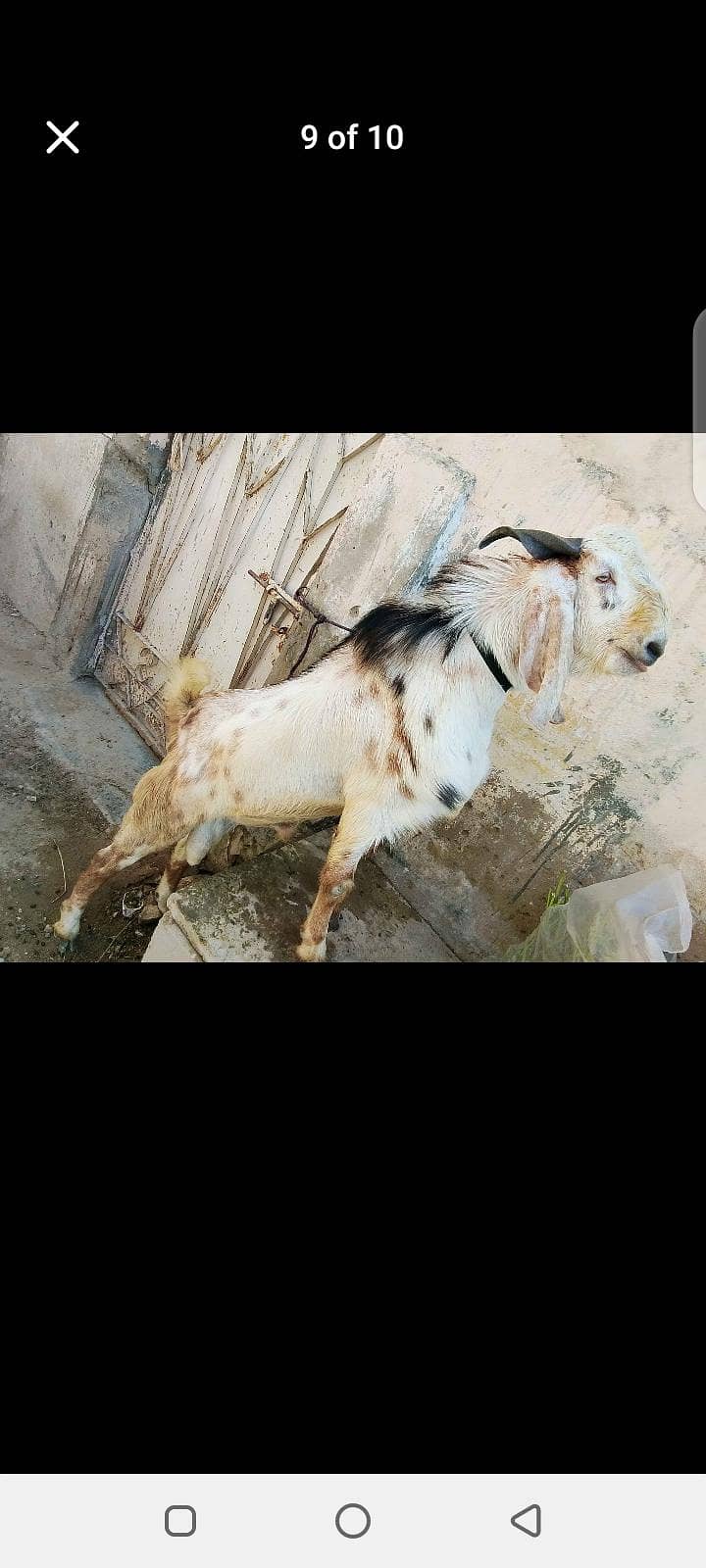 Bakra 0