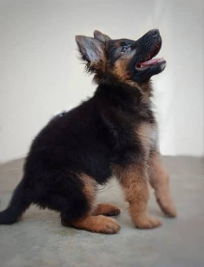 German Shepherd puupy | long coat | gsd dog. . 03205602151