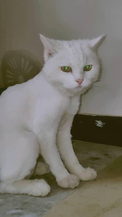 white Persian