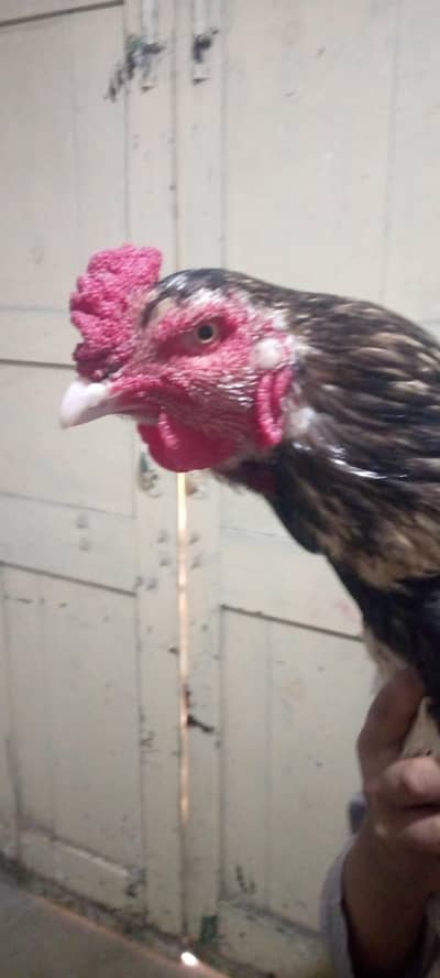 aseel boska breeder forr sale