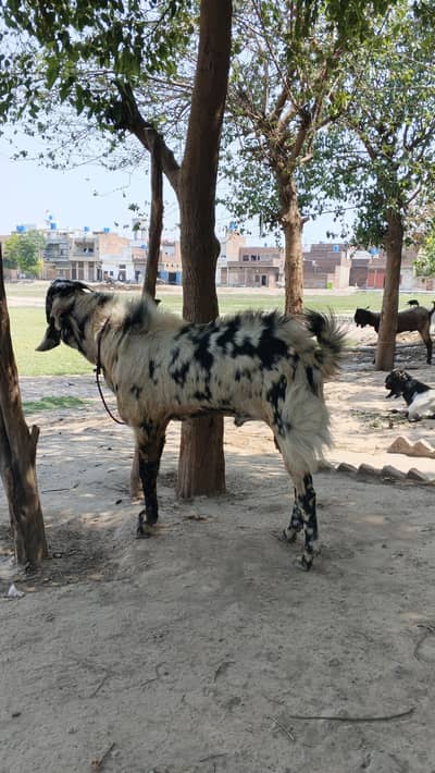 Dase Nagra Bakra