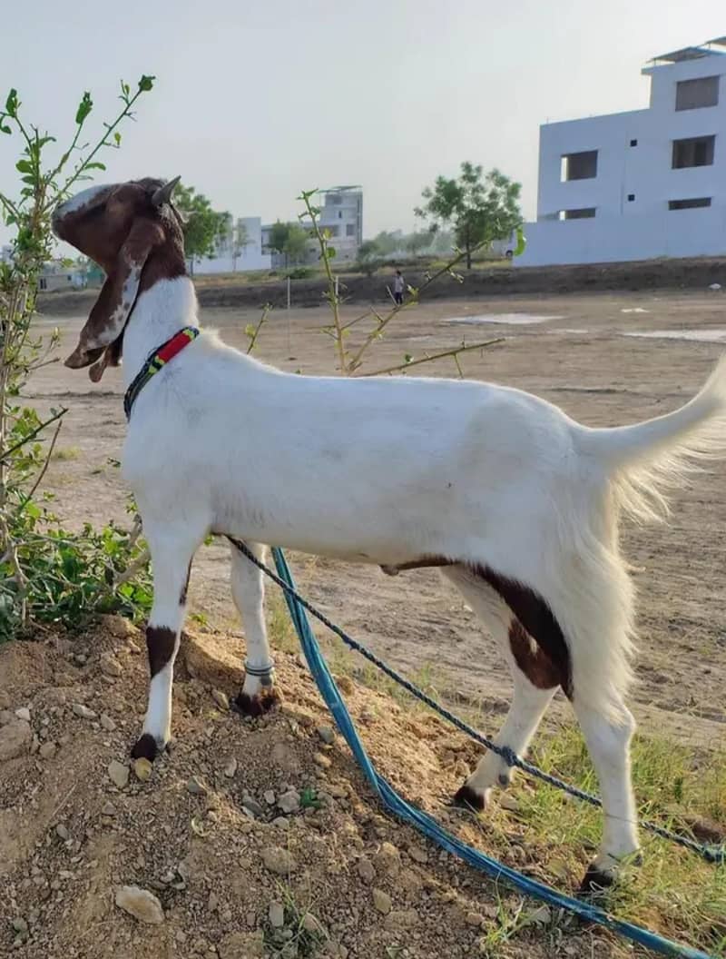 Gulabi Path 0