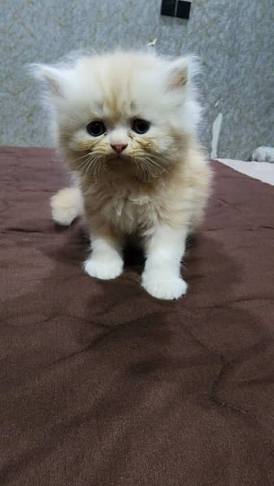 punch face kitten