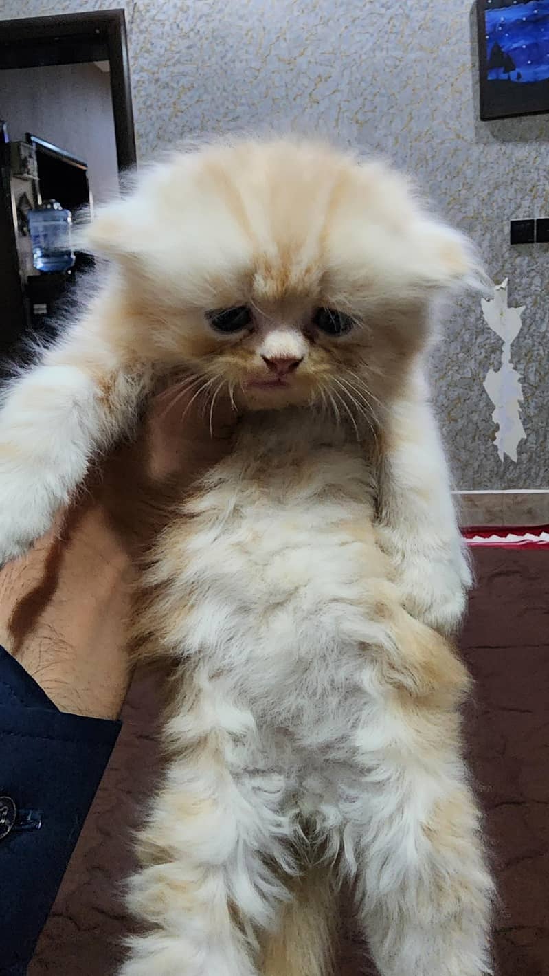 punch face kitten 1