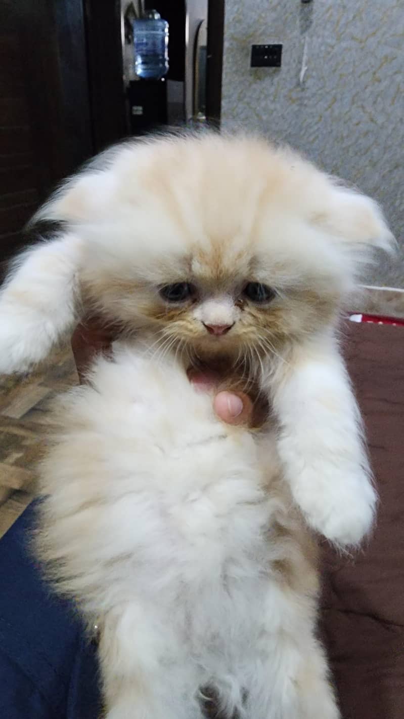 punch face kitten 3
