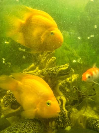 beautiful parrot chiclids