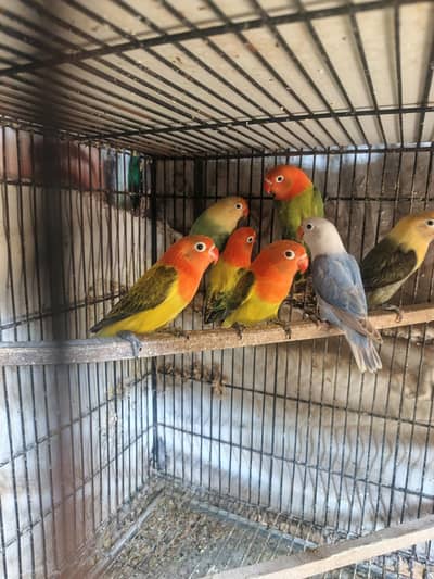 Love Birds Breeder  & pathay available