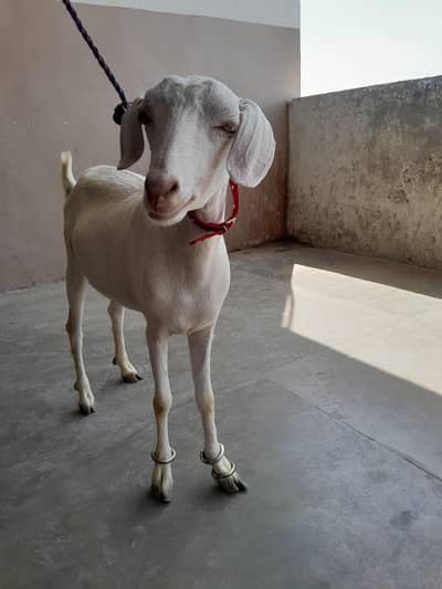 Beautiful Ghar ka 2 daant Bakra