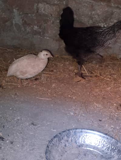 Golden Misrey hen female and two batair