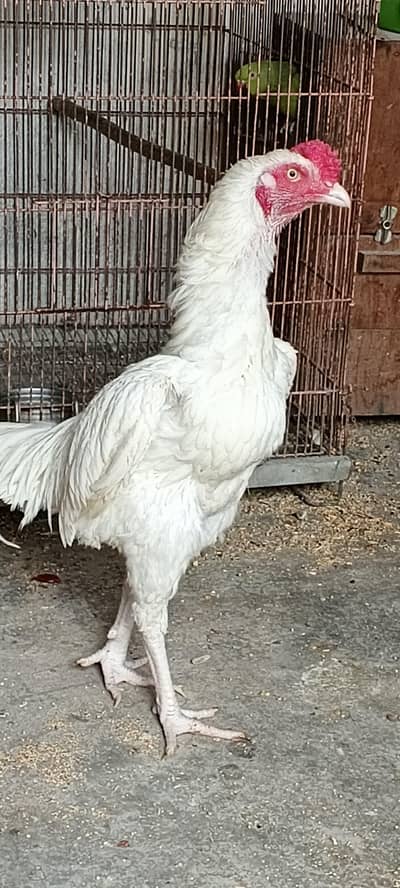 white Aseel Heera 1 Murgha 3 madiyan