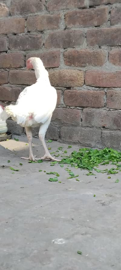 Heera Female with chicks