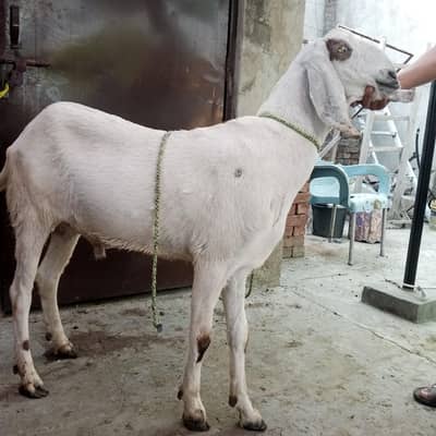 Bakra/Goat/Qubani k Liya Bakra/