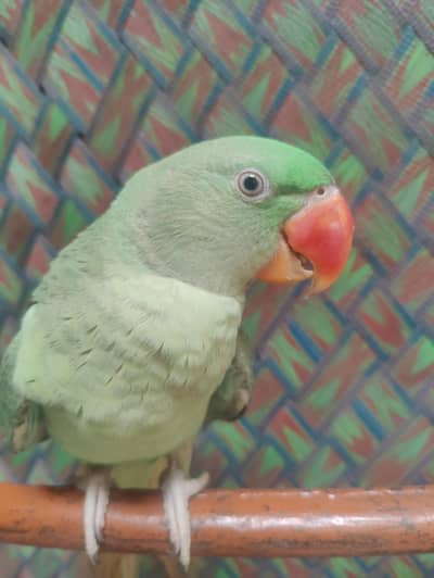 Raw parrot  Bool ny wala parrot