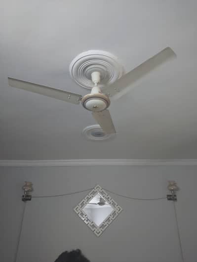 8 Royal fans perfect condition