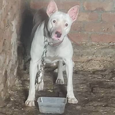 Gultair female dog