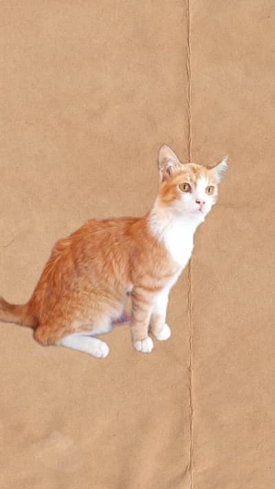  Fluffy Orange & White Cat For Sale 