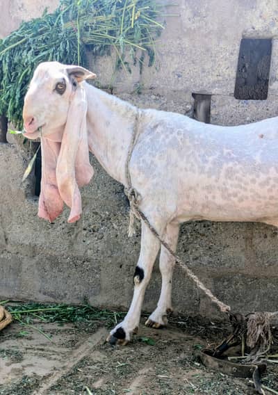 andu bakra for sale