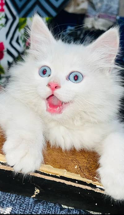 Persian Blue eyes Female kitten