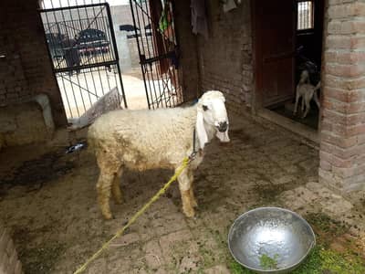 Qurbani 2026 k lye h bot healthy or active h