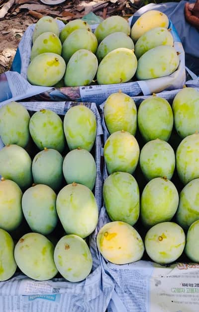  Premium Sindhri & Langra Mangoes – Fresh from Mirpurkhas Farms 