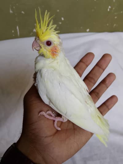 cockatiel chik for hand taim par pas