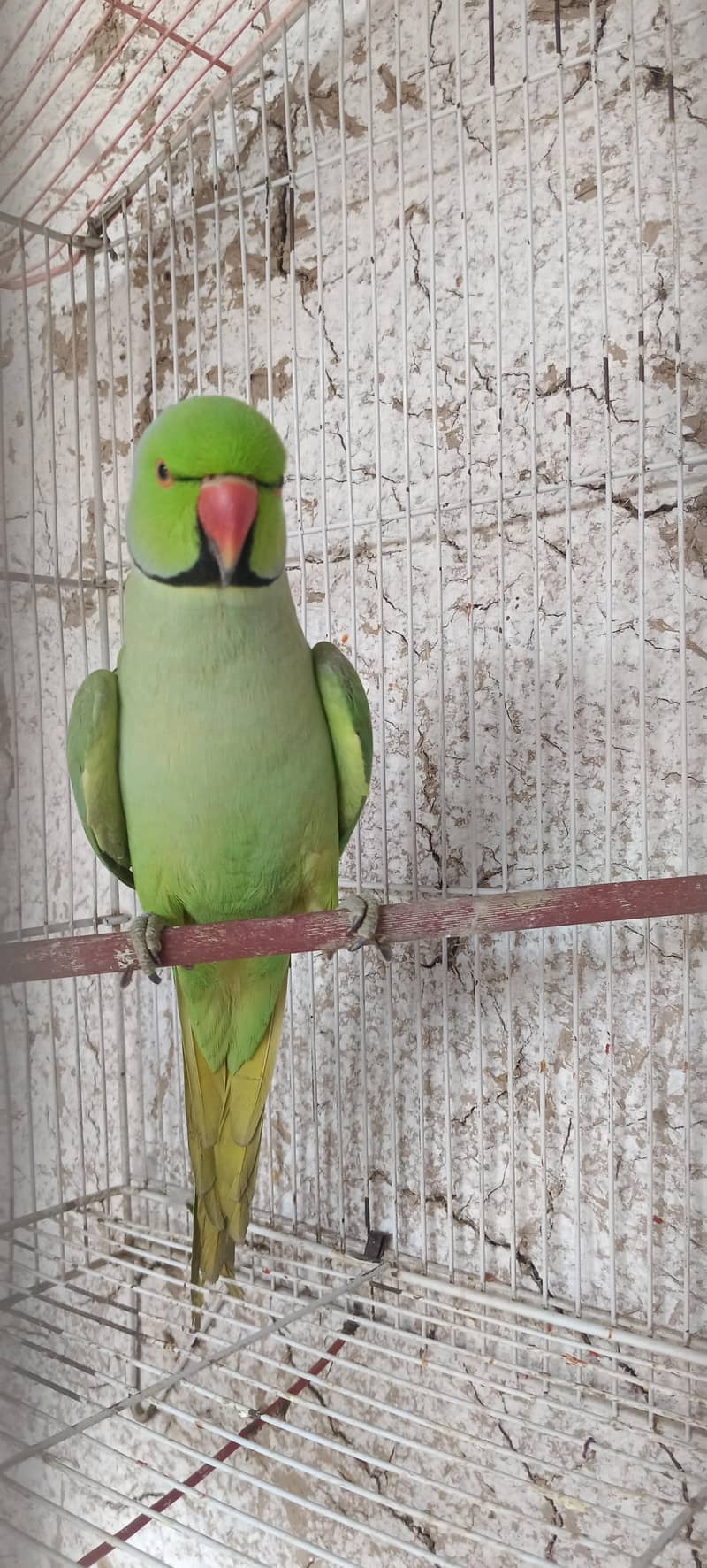 Talking parrot 3