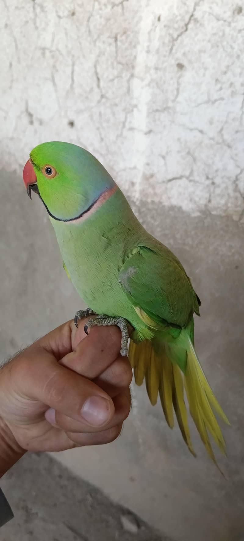 Talking parrot 4