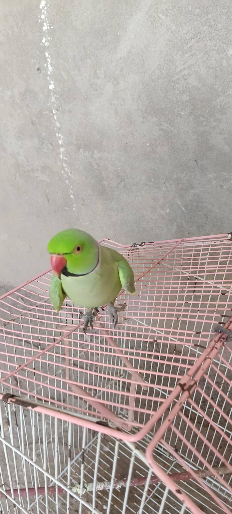 Talking parrot 5