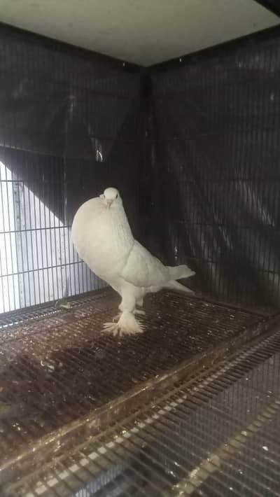Big size baloon full active and healthy confirm male