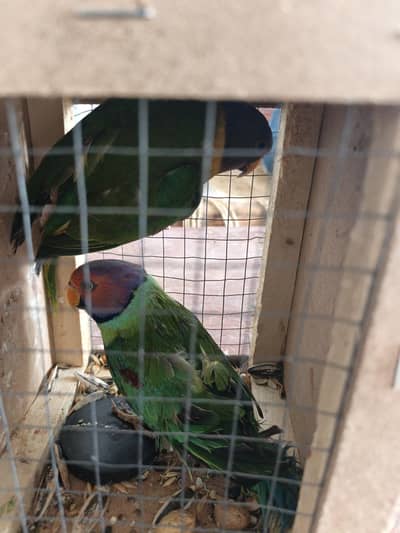 urgent sale