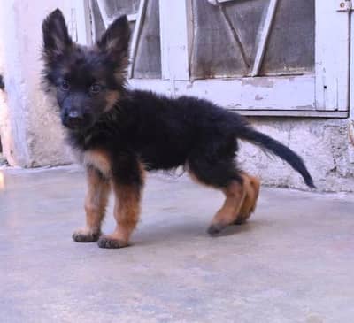 German shepherd puppies long coat