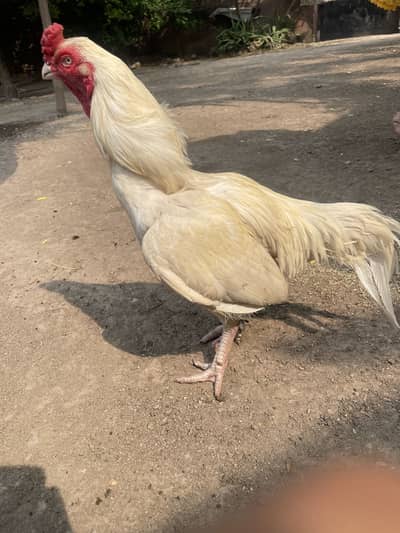 White Aseel