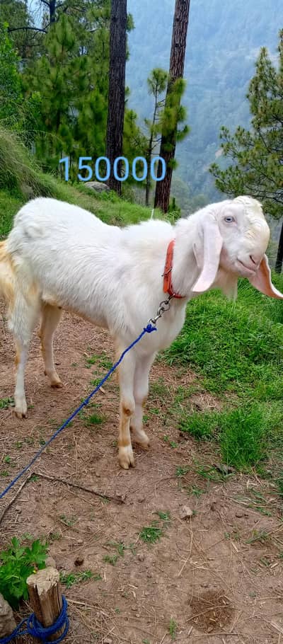 Rajanpuri Bakra