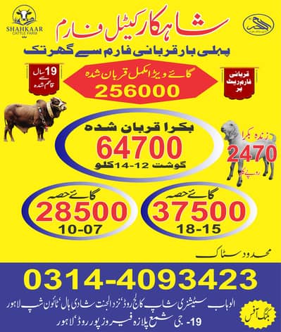 Goat | Bakra | Sheep |بکرا |Bachra | Wacha| Qurbani ka janwar 2026