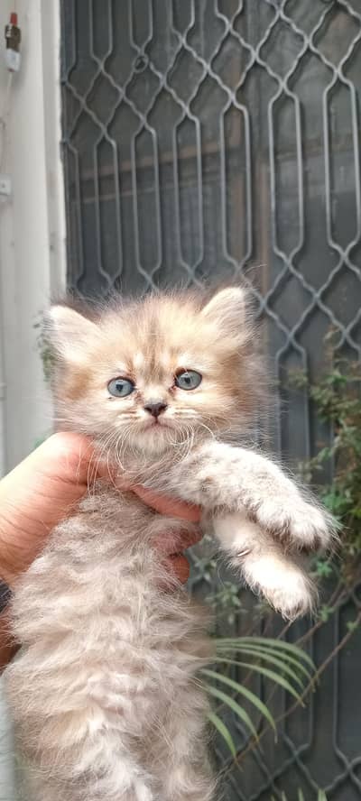 Persian kittens triple coated