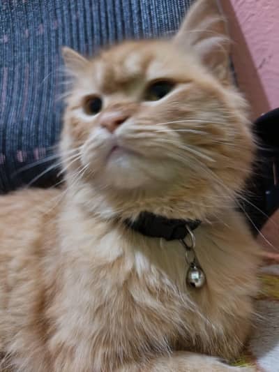 perisan cat healthy for sale