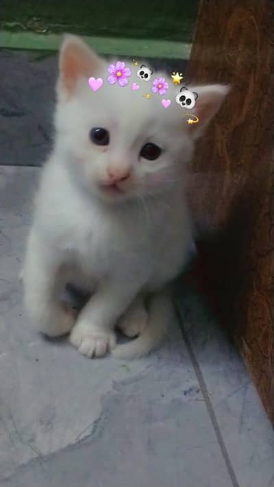 kitten for sell