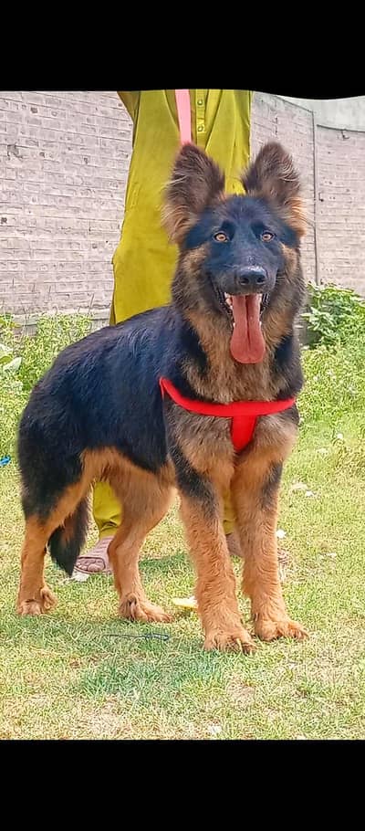 German shepherd l long code female black mass dark competition mein