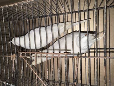 Ino pair adult