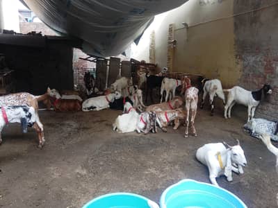 Bakra / Goat / Qurbani animal for Sale 03//07 /199//8259
