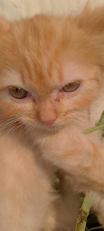Female persian kitten