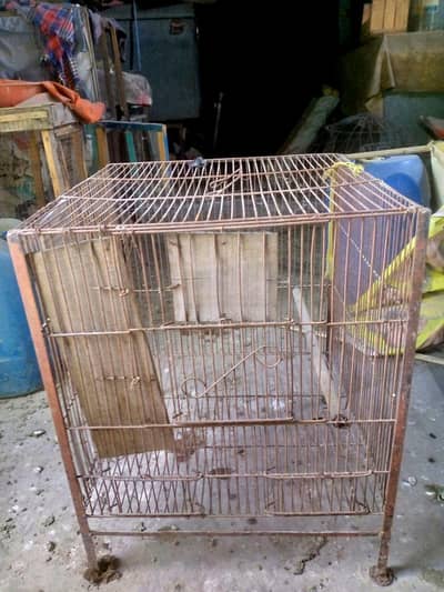 hen and parrot cage