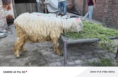1 chatra 2 bakry