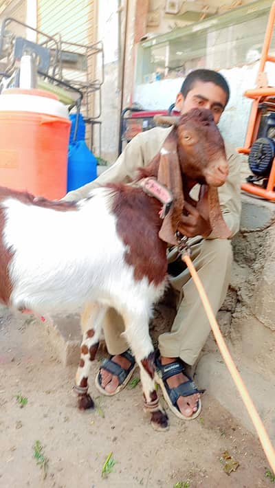 Bakra aandu for qurbani