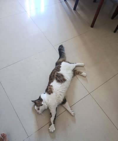 cat for sale