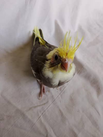 paid cockatiel chik for hand taim par pas